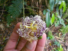 Passiflora actinia