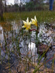 Gladiolus trichonemifolius