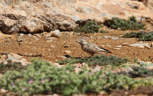 Sclater's Lark (Spizocorys sclateri), photo 5