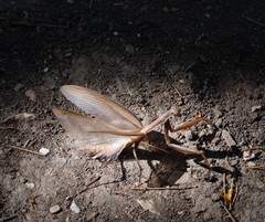 Mantis religiosa