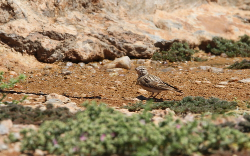 Sclater's Lark (Spizocorys sclateri), photo 4