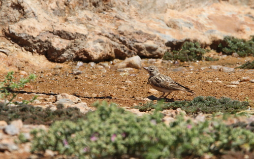 Sclater's Lark (Spizocorys sclateri), photo 3
