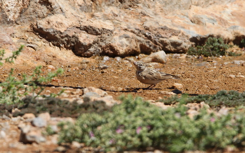 Sclater's Lark (Spizocorys sclateri), photo 5