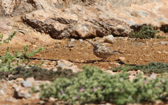 Spizocorys sclateri