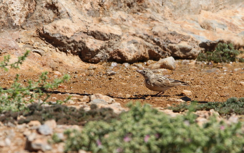 Sclater's Lark (Spizocorys sclateri), photo 6