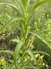 Solidago riddellii