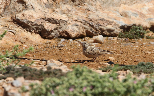 Sclater's Lark (Spizocorys sclateri), photo 7