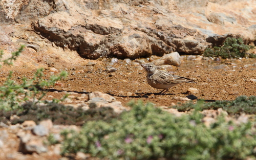 Sclater's Lark (Spizocorys sclateri), photo 8