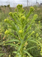 Solidago riddellii