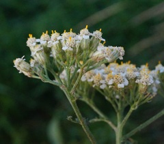 Achillea inundata