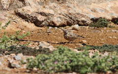 Spizocorys sclateri