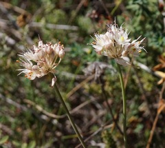 Allium × agarmyschicum