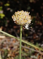 Allium marschalianum