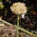Allium marschalianum - Photo (c) Еlena, algunos derechos reservados (CC BY-NC), subido por Еlena