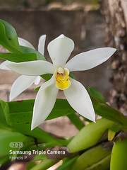 Maxillaria lutescens