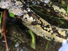 Bithynia tentaculata