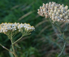 Achillea inundata