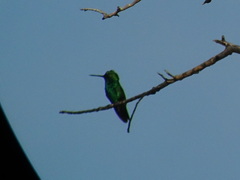 Chlorostilbon gibsoni