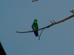 Chlorostilbon gibsoni