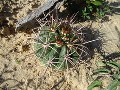Melocactus
