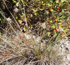 Allium × agarmyschicum