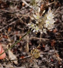 Allium × agarmyschicum