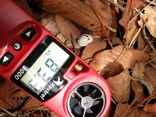 Pinaleno Mountainsnail