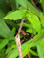 Polistes annularis