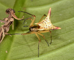 Micrathena perfida