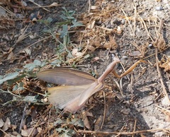 Mantis religiosa