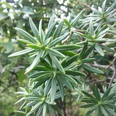 Sedum frutescens