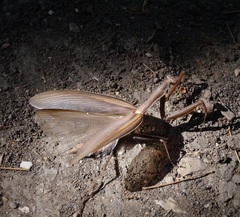 Mantis religiosa