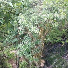 Sedum frutescens