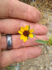 Helianthus exilis