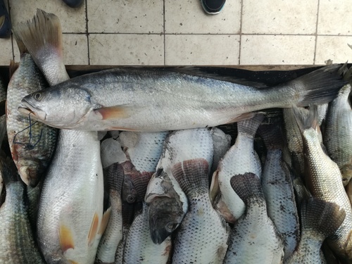 Scalyfin corvina (Cynoscion squamipinnis) — Sciaenidae — 3