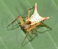 Micrathena perfida