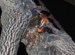 Goniopsis pulchra image