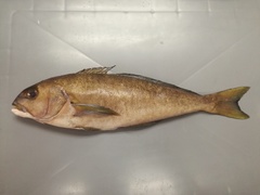 Caulolatilus princeps