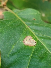 Nepticuloidea