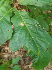 Nepticuloidea