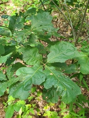 Nepticuloidea