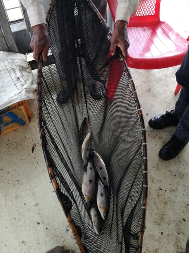 Ecuadorian leporinus (Leporinus ecuadorensis) — Anostomidae