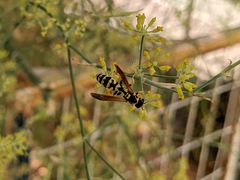 Polistes mongolicus