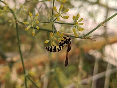 Polistes mongolicus