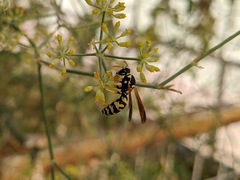 Polistes mongolicus