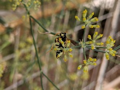 Polistes mongolicus