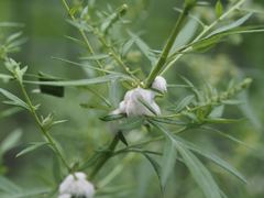 Rhopalomyia giraldii