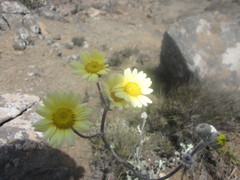 Senecio antofagastanus