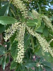 Clethra barbinervis