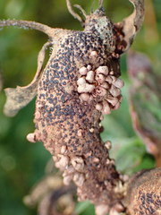 Puccinia minutissima